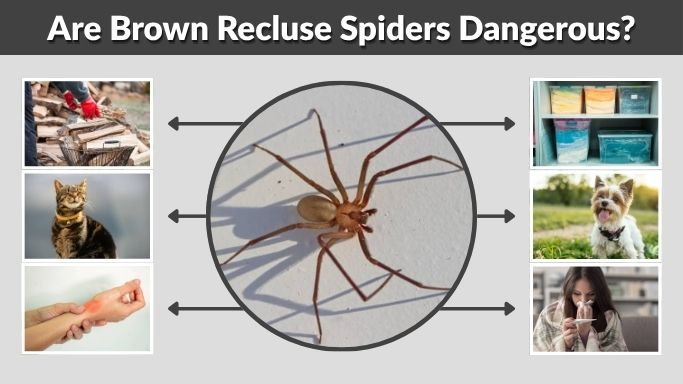 Are Brown Recluse Spiders Dangerous? Bite Risk & Safety