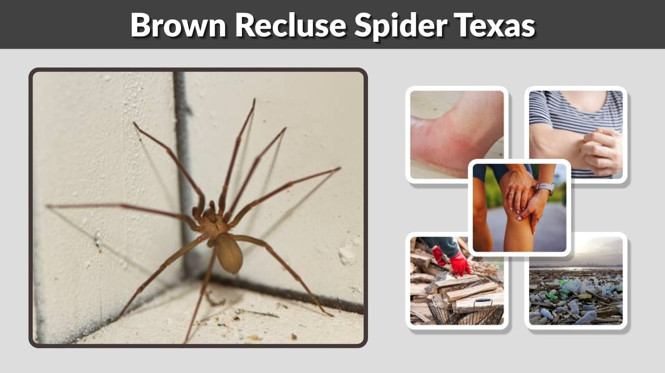 Brown Recluse Spider Texas: ID, Bite Risk & Safety