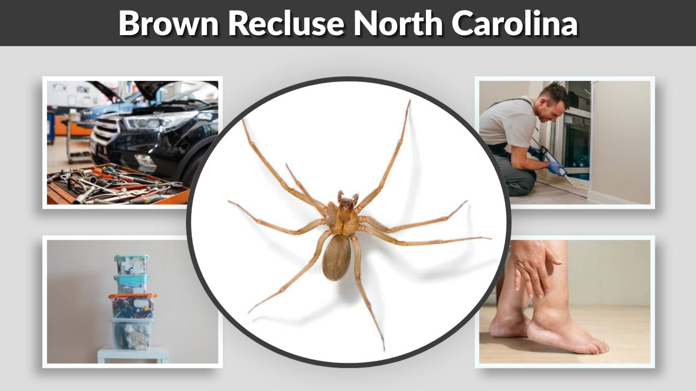 Brown Recluse North Carolina: Range, Bites and ID