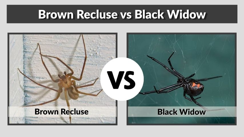 Brown Recluse vs Black Widow: Key Differences