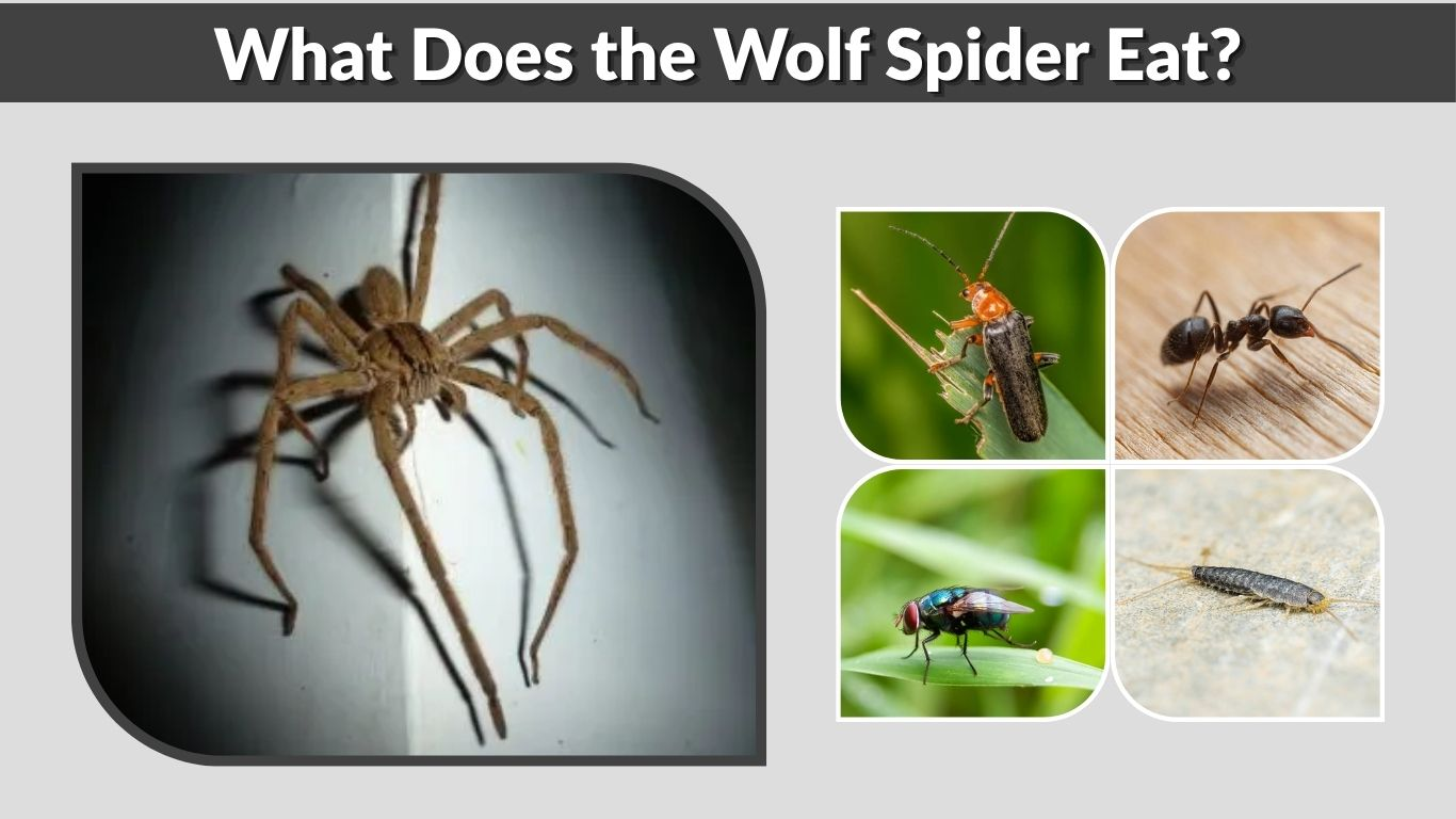 What Does the Wolf Spider Eat? 10 Common Foods