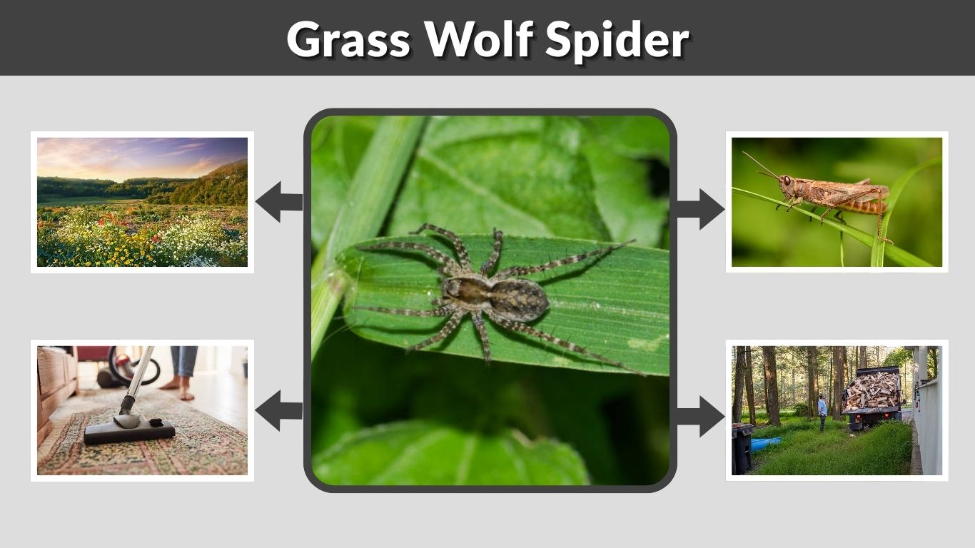 Grass Wolf Spider: Identification, Habitat, Bite & Control