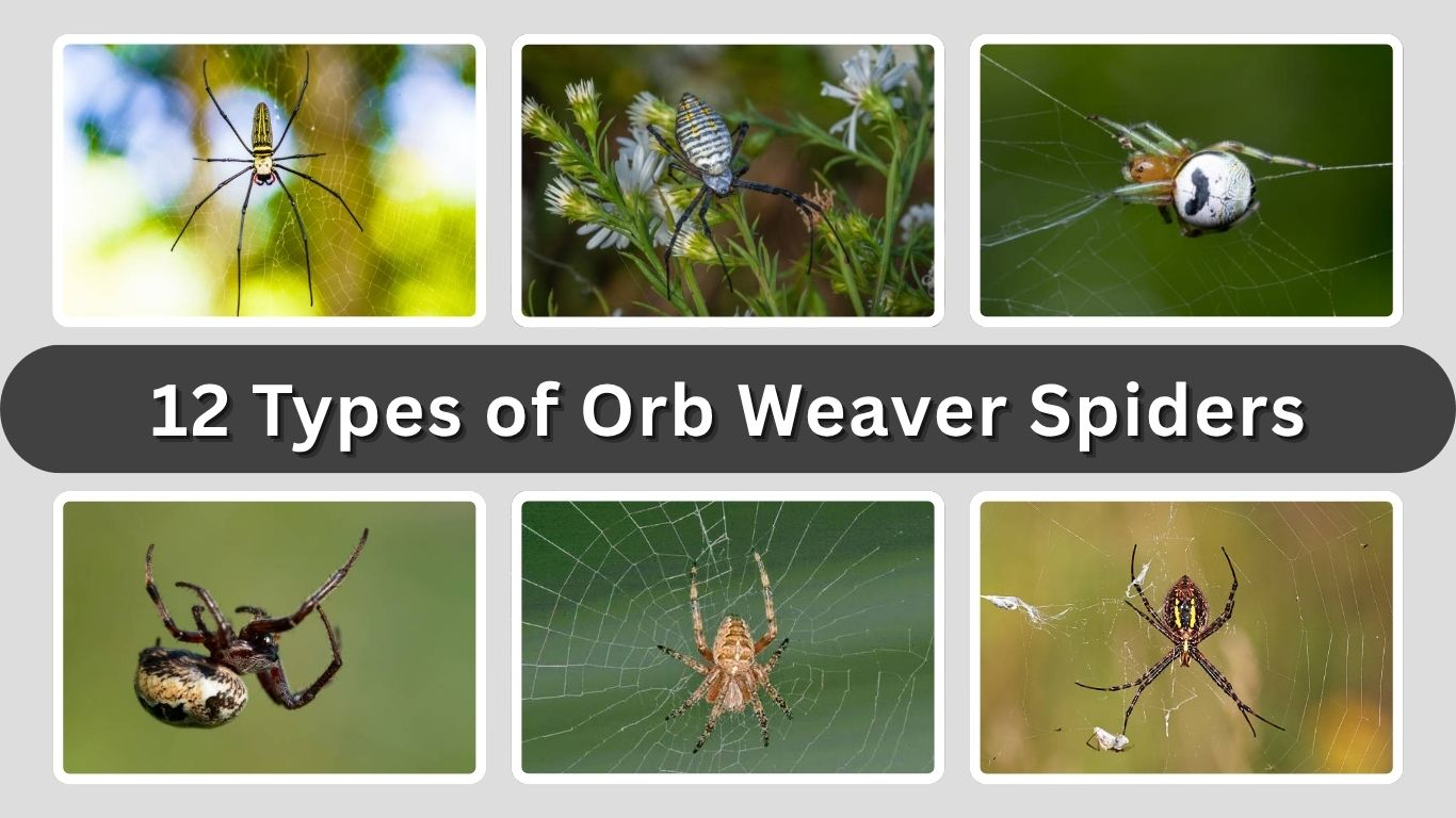 12 Types of Orb Weaver Spiders: ID with Pictures and Facts