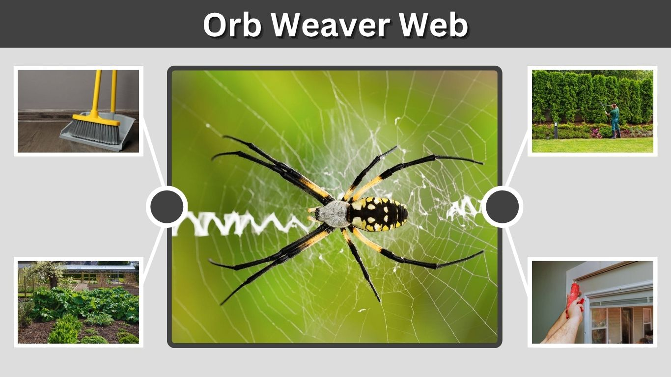 Orb Weaver Web: Pattern, Size, Strength and Facts