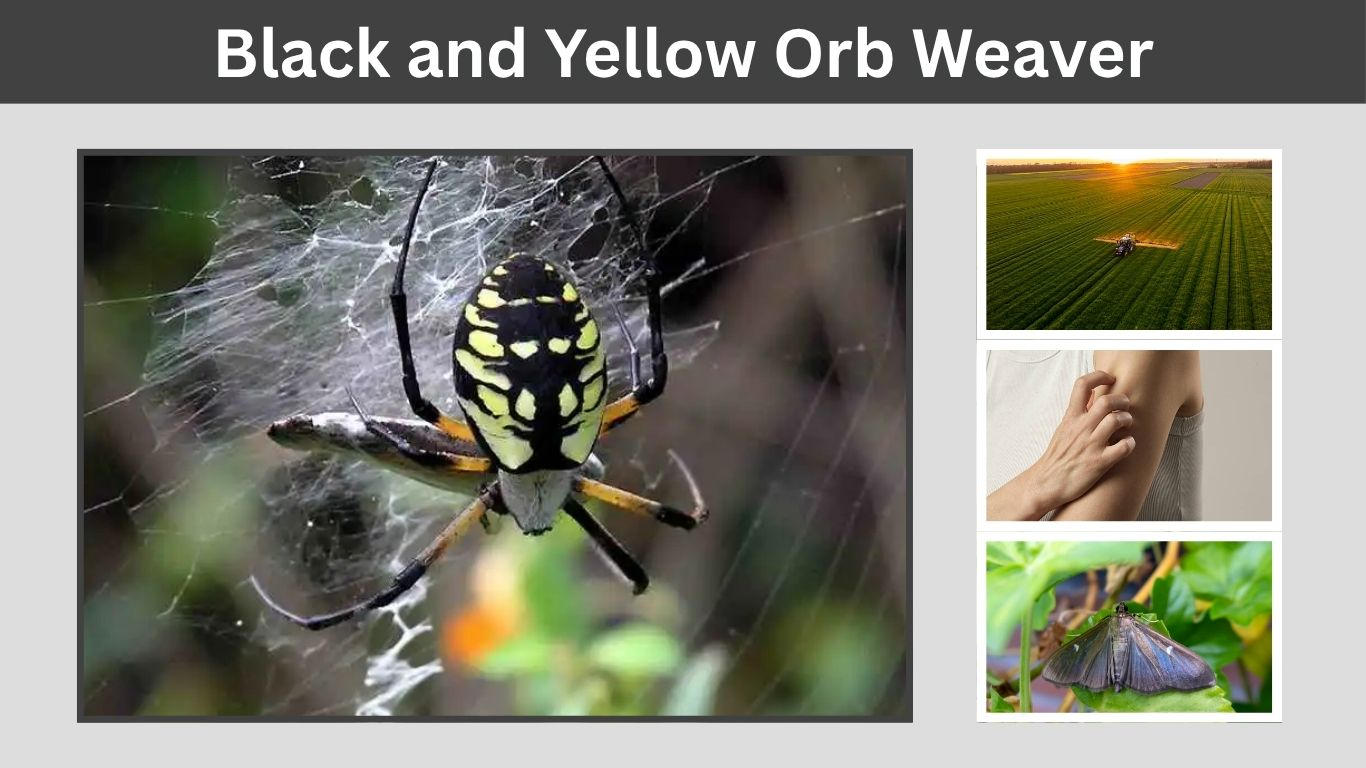 Black and Yellow Orb Weaver: Bite, Web, Size and Facts
