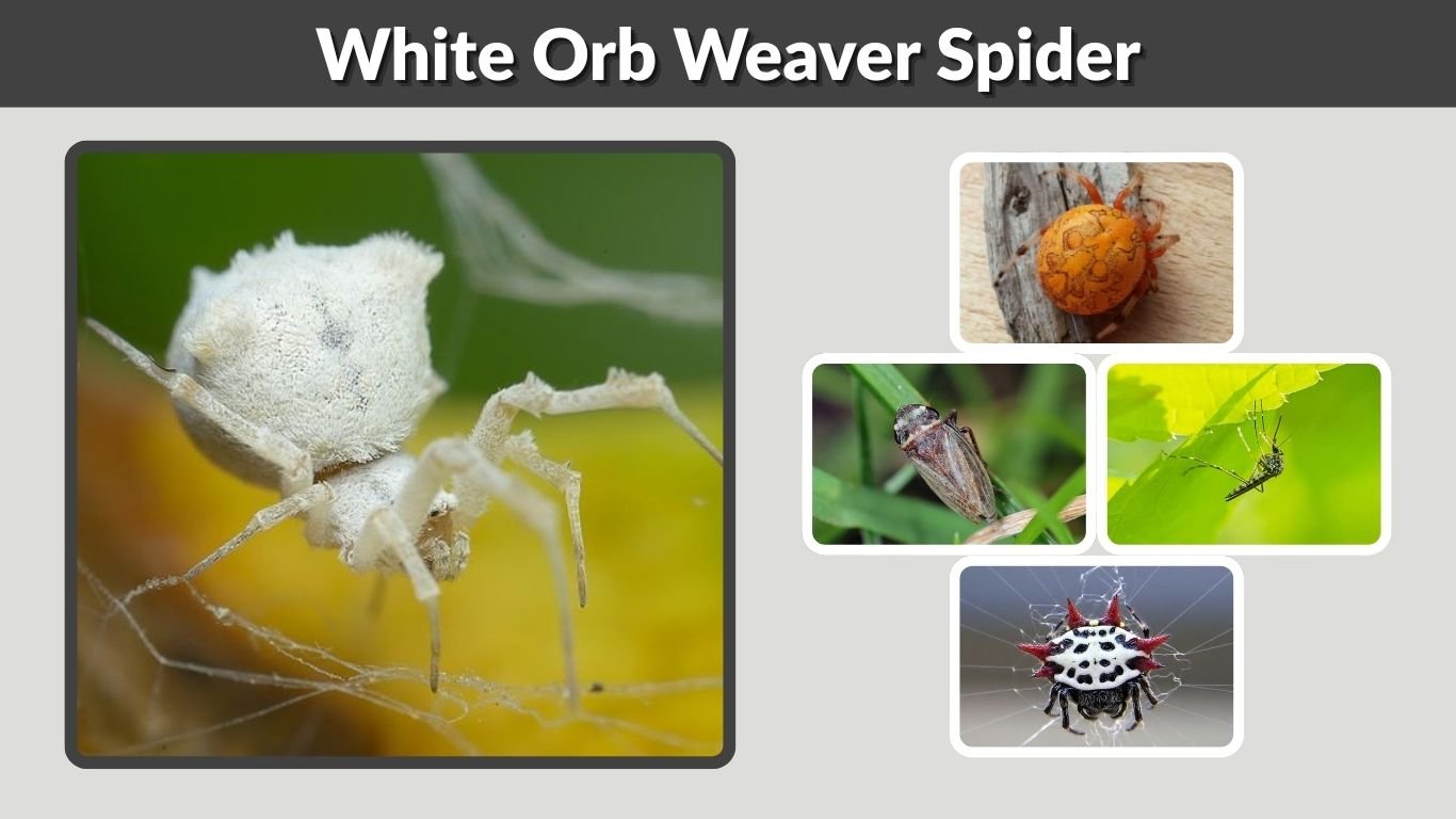 White Orb Weaver Spider: Identification, Types and Safety