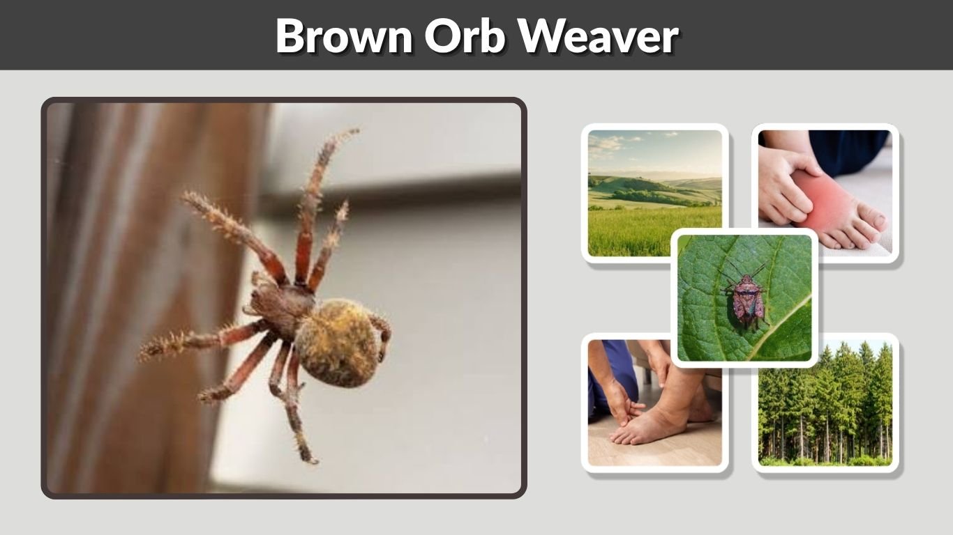 Brown Orb Weaver: Size, Habitat, Diet, Bite and Identification