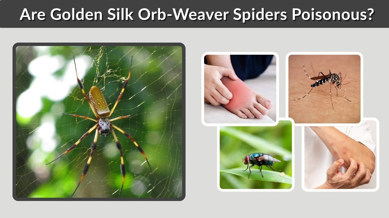 Are Golden Silk Orb-Weaver Spiders Poisonous?