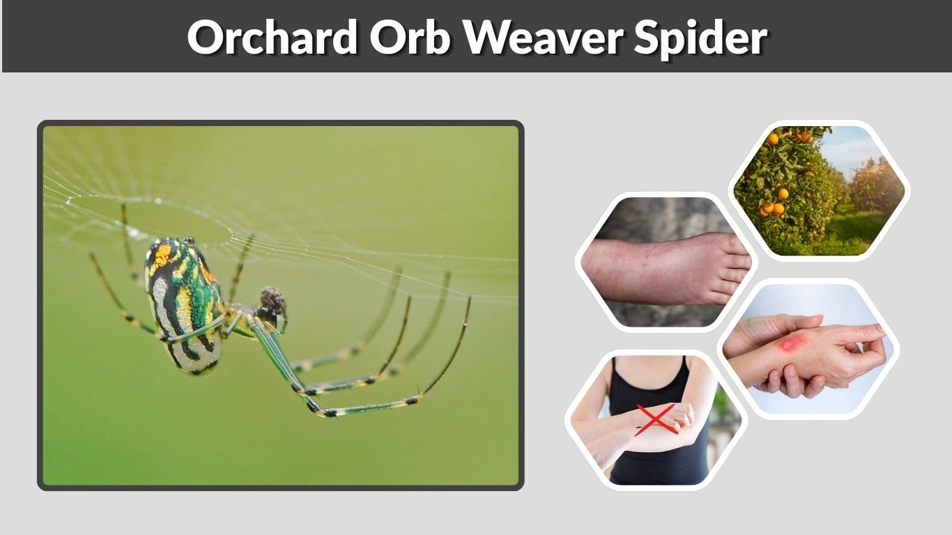 Orchard Orb Weaver Spider: Identification, Bite, and Facts