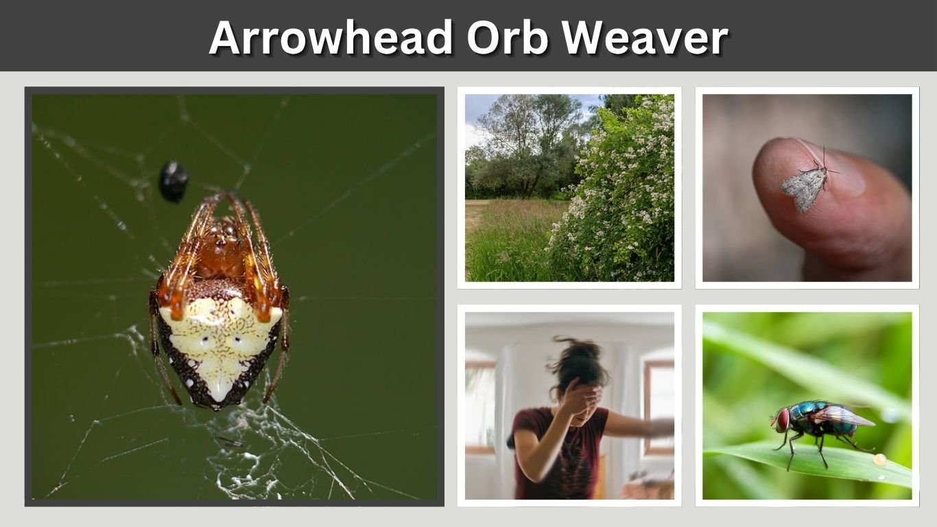 Arrowhead Orb Weaver: Habitat, Diet, Bite, Venom and Facts