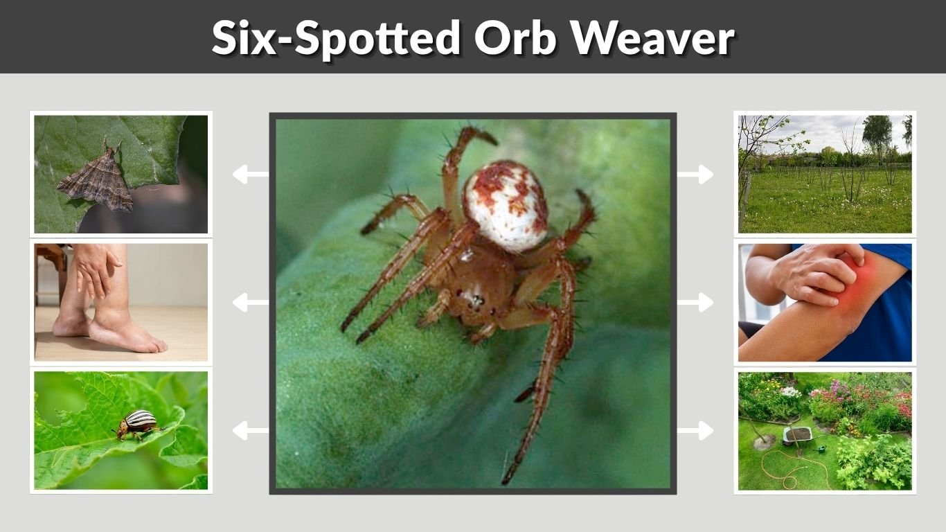 Six-Spotted Orb Weaver: Size, Venom, Habitat and Facts