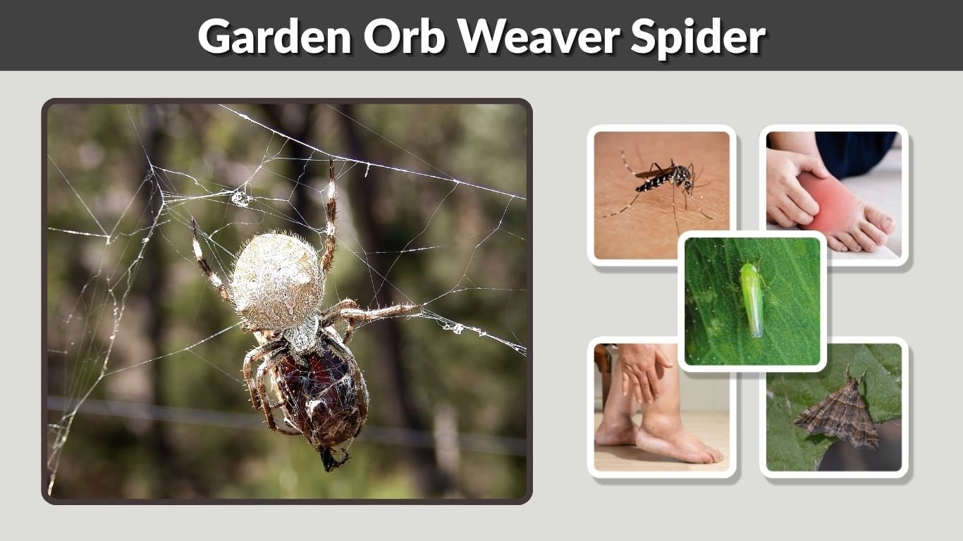 Garden Orb Weaver Spider: Size, Web, Bite and Facts