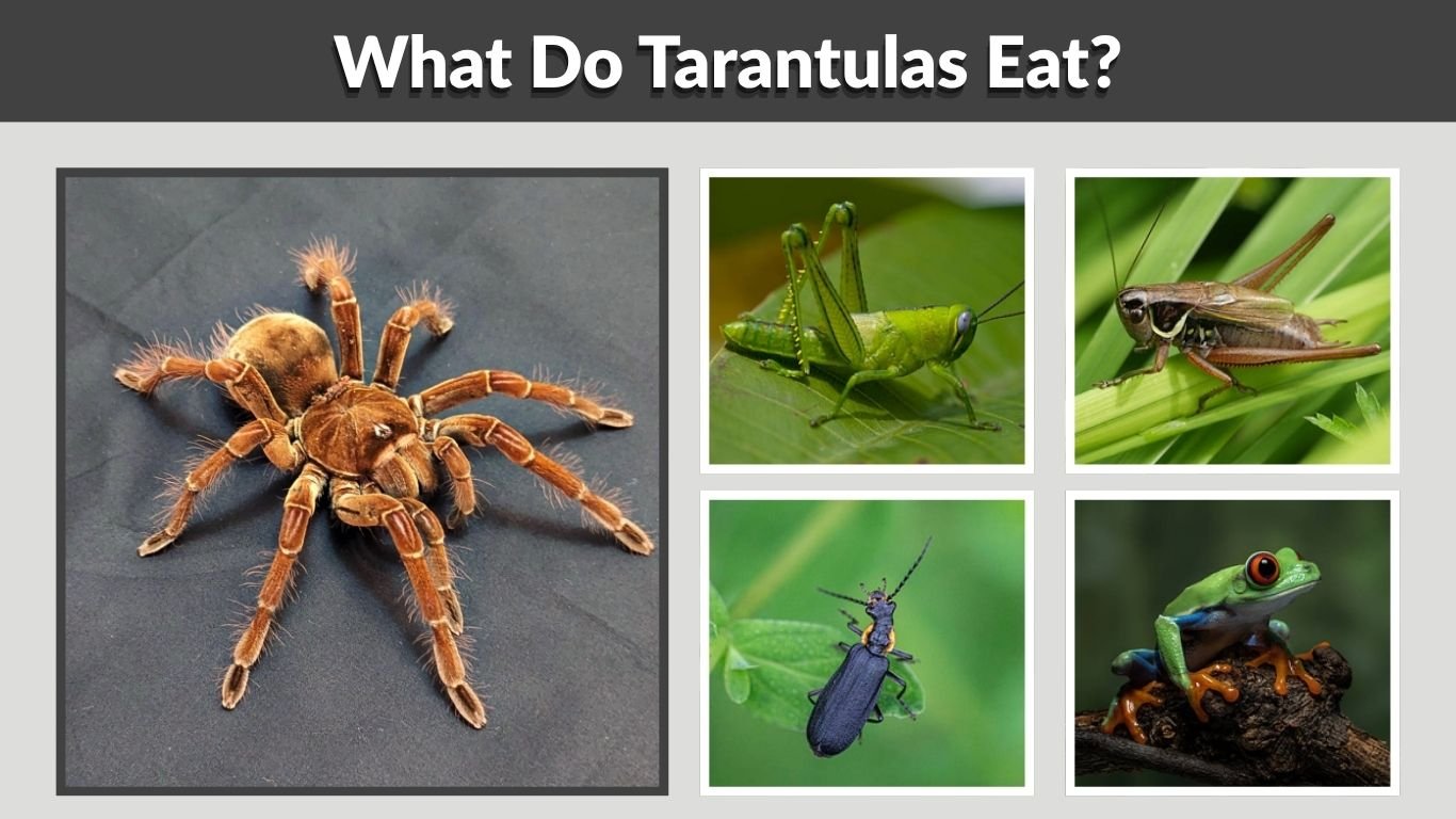 What Do Tarantulas Eat? 10 Common Foods They Love