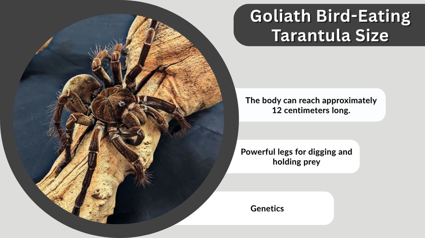 Goliath Bird-Eating Tarantula Size: How Big Is It?