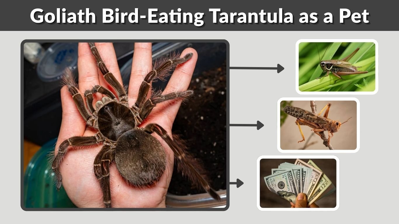 Goliath Bird-Eating Tarantula as a Pet: Enclosure, Diet and Safety