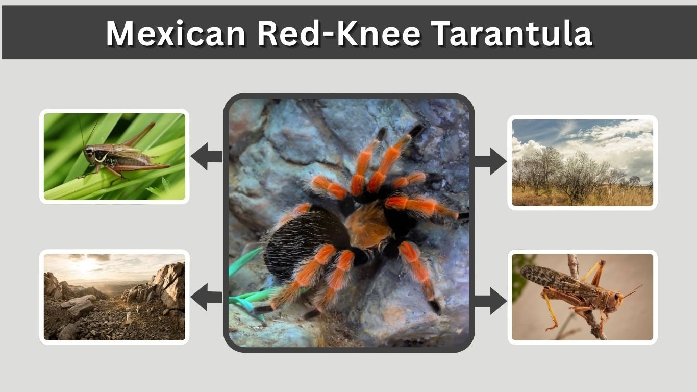 Mexican Red-Knee Tarantula Care, Size, Habitat and Facts