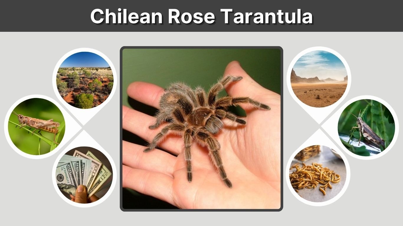 Chilean Rose Tarantula: Care, Size, Habitat and Facts