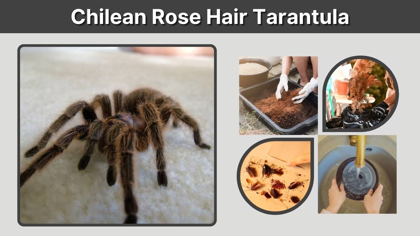 Chilean Rose Hair Tarantula Enclosure Setup Guide