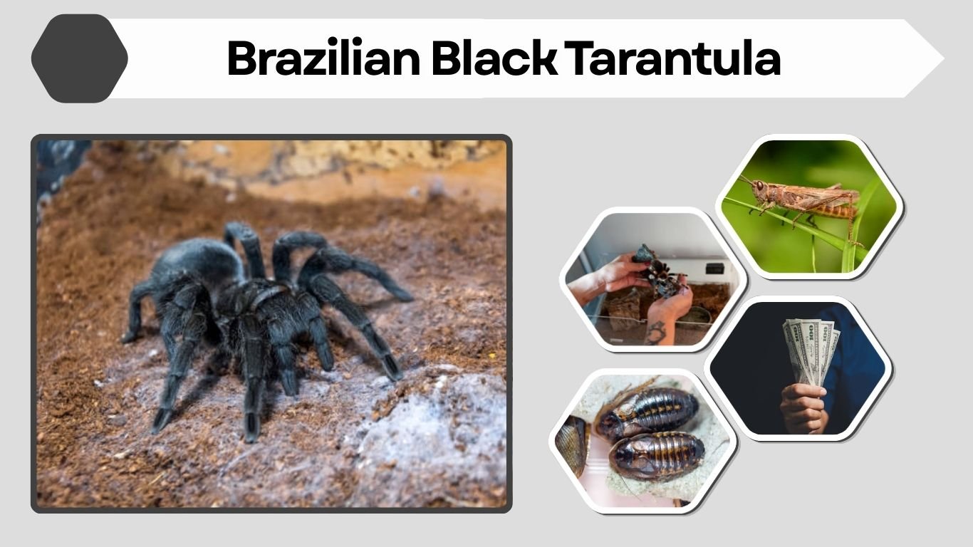Brazilian Black Tarantula: Care, Size, Lifespan & Facts