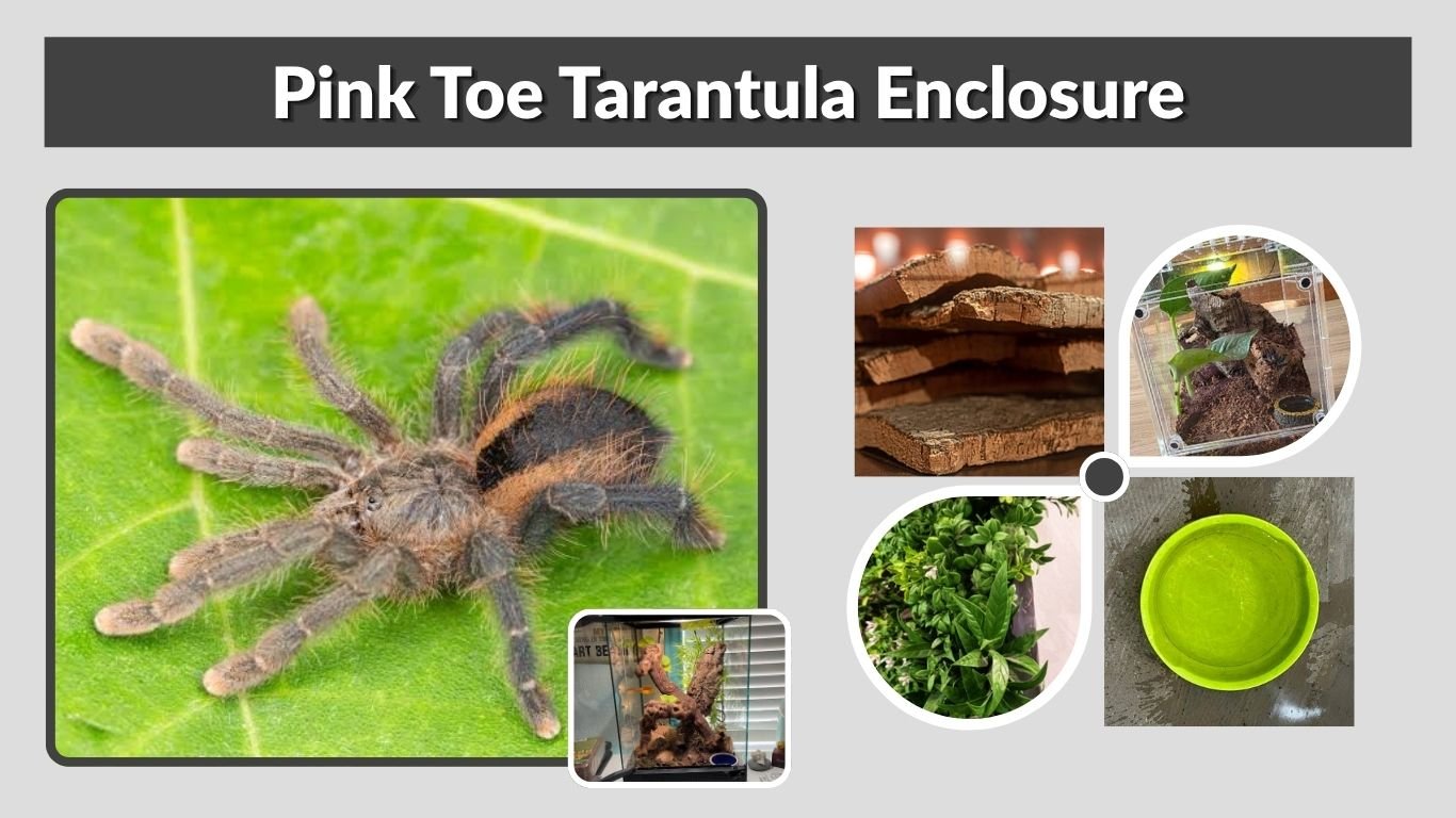 Pink Toe Tarantula Enclosure: Size, Setup and Care