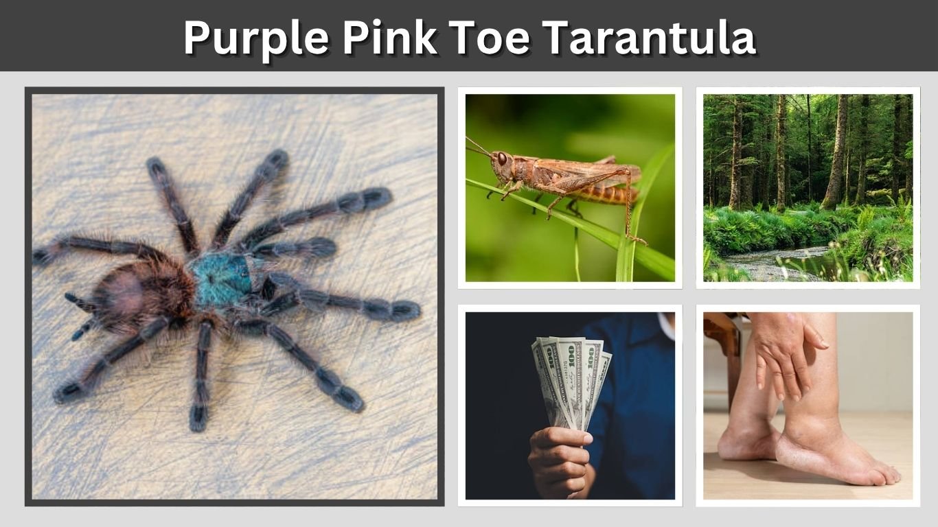 Purple Pink Toe Tarantula: Care, Id and Temperament