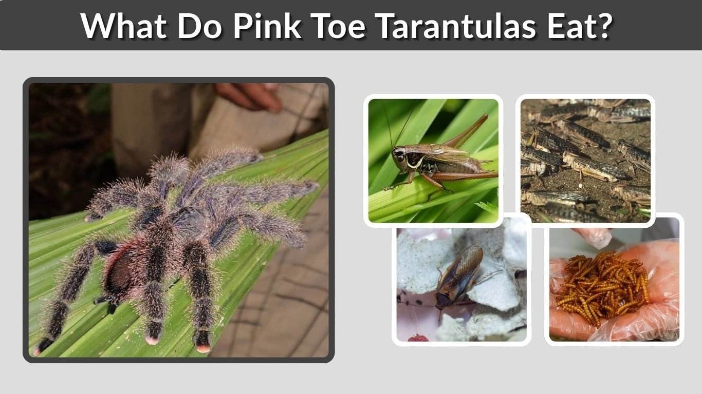 What Do Pink Toe Tarantulas Eat? 10 Best Foods