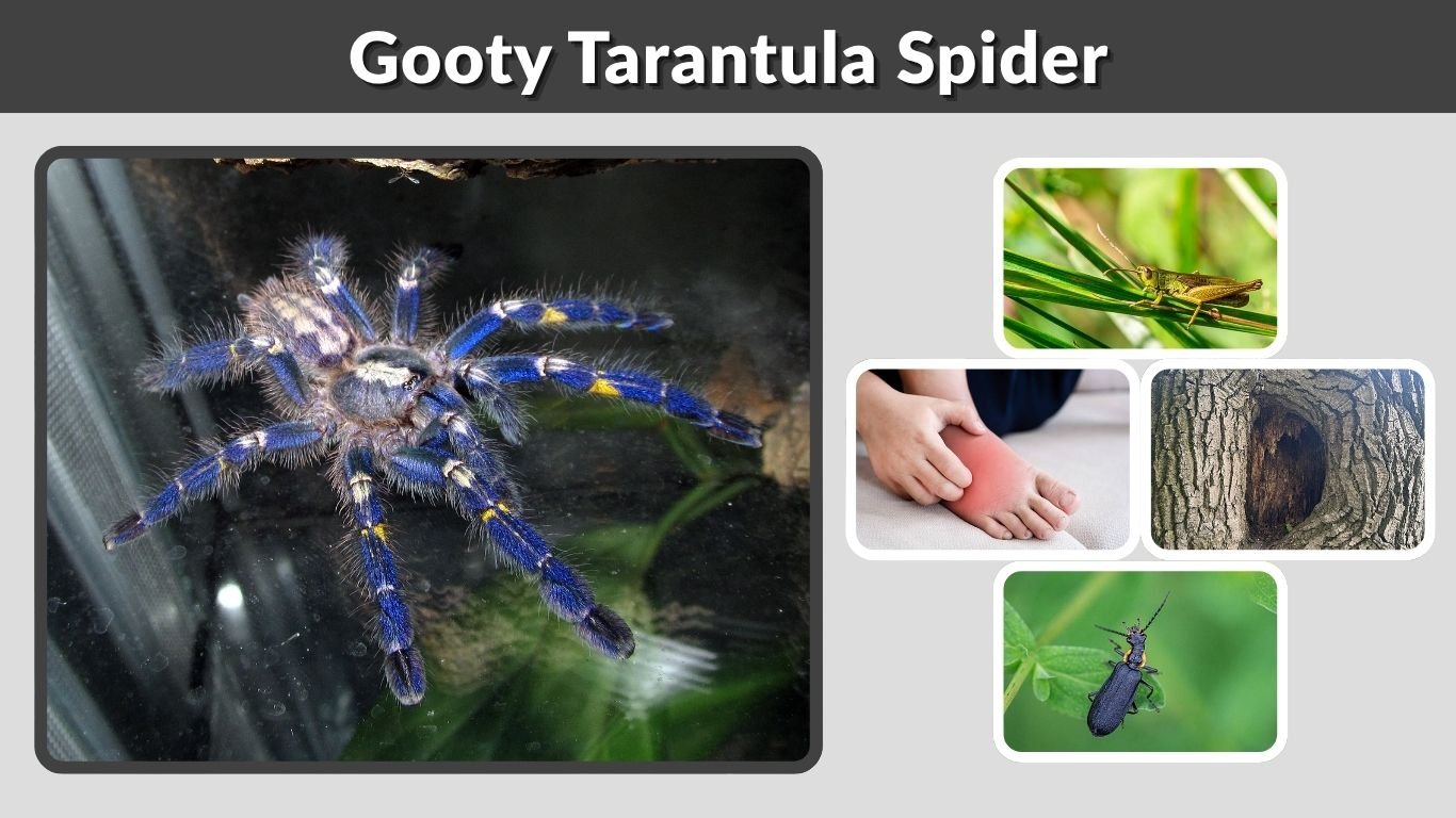 Gooty Tarantula Spider: Appearance, Habitat, Bite, and Care