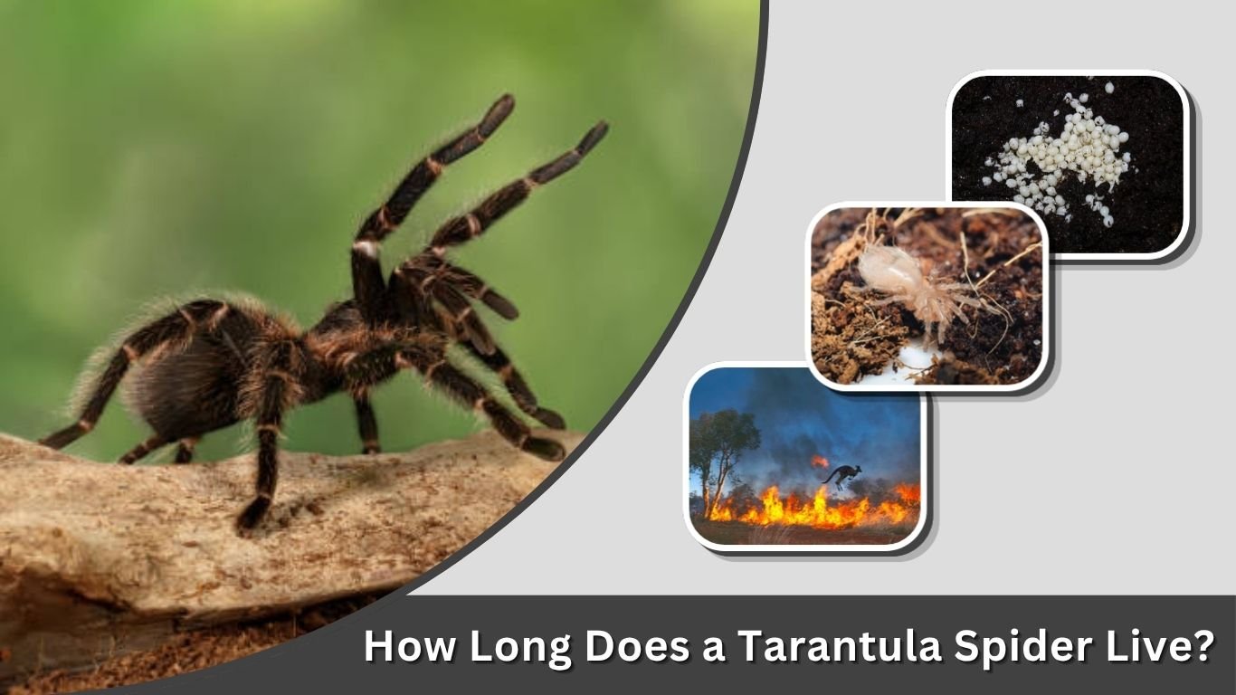 How Long Does a Tarantula Spider Live? Lifespan By Species