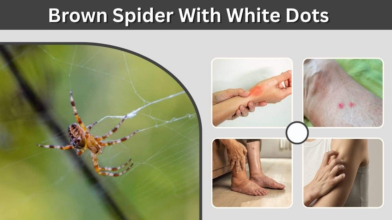 Brown Spider With White Dots: Identification & Safety Guide