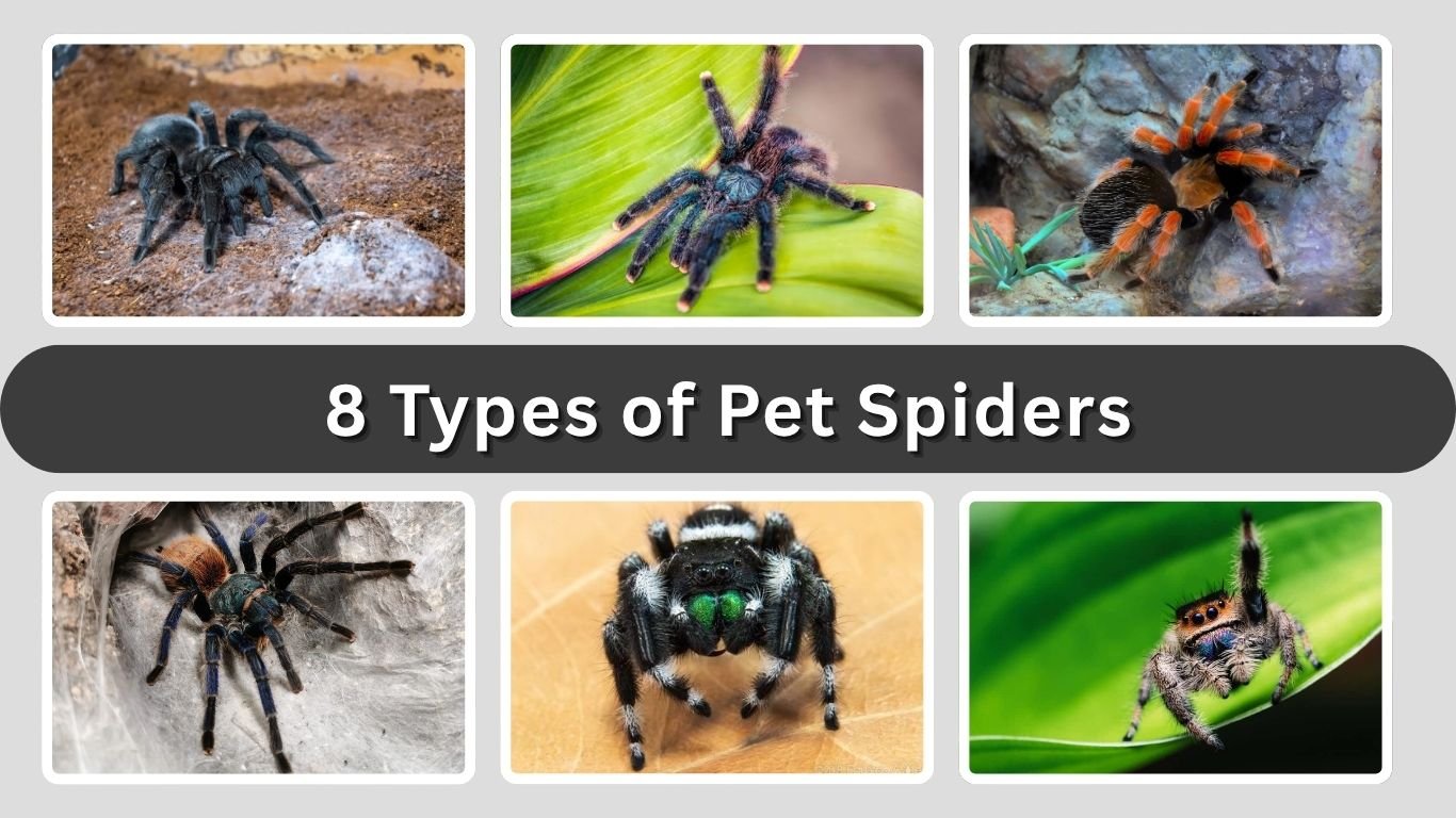 8 Types of Pet Spiders: Identification and Care Guide