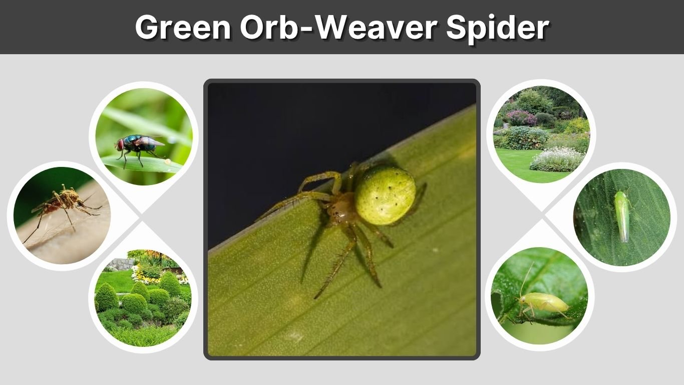Green Orb-Weaver Spider: Identification, Bite and Facts