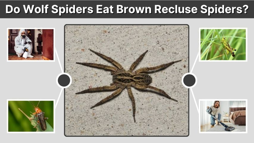 Do Wolf Spiders Eat Brown Recluse Spiders?