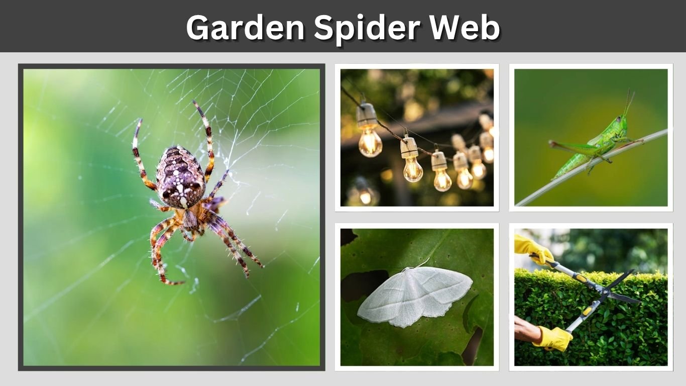 Garden Spider Web: Zigzag Pattern, Design and Purpose