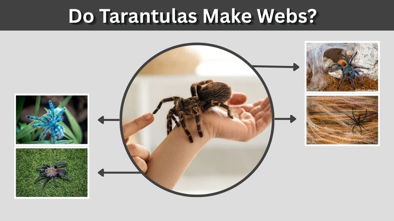 Do Tarantulas Make Webs? How and Why They Use Silk