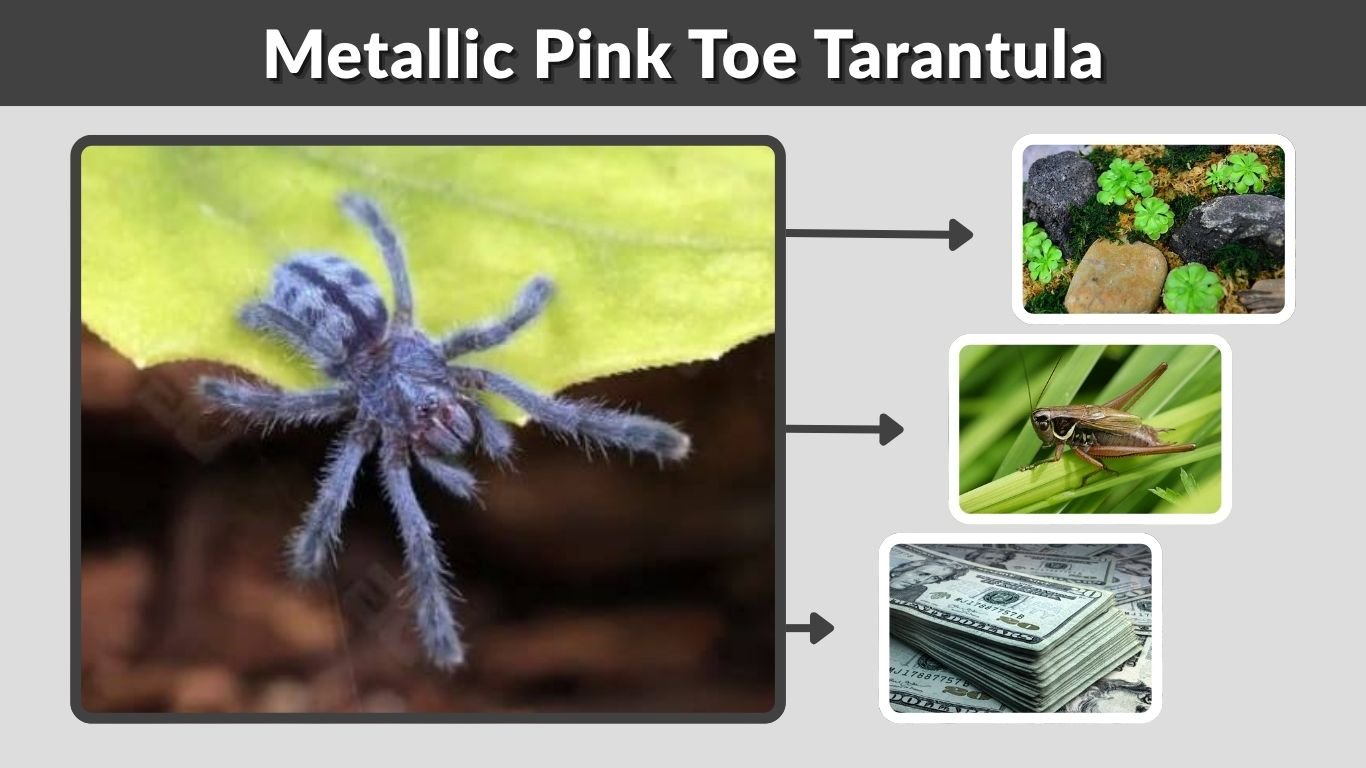 Metallic Pink Toe Tarantula: Care, Size and Lifespan