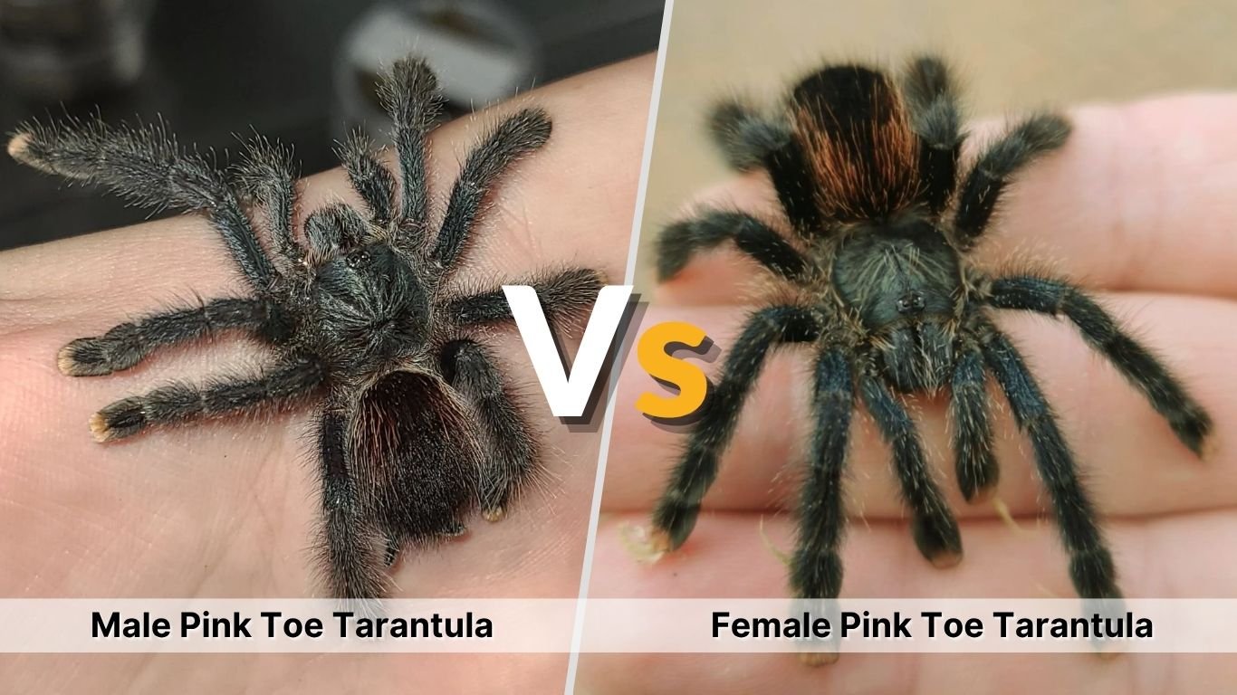 Male vs Female Pink Toe Tarantula: Key Differences