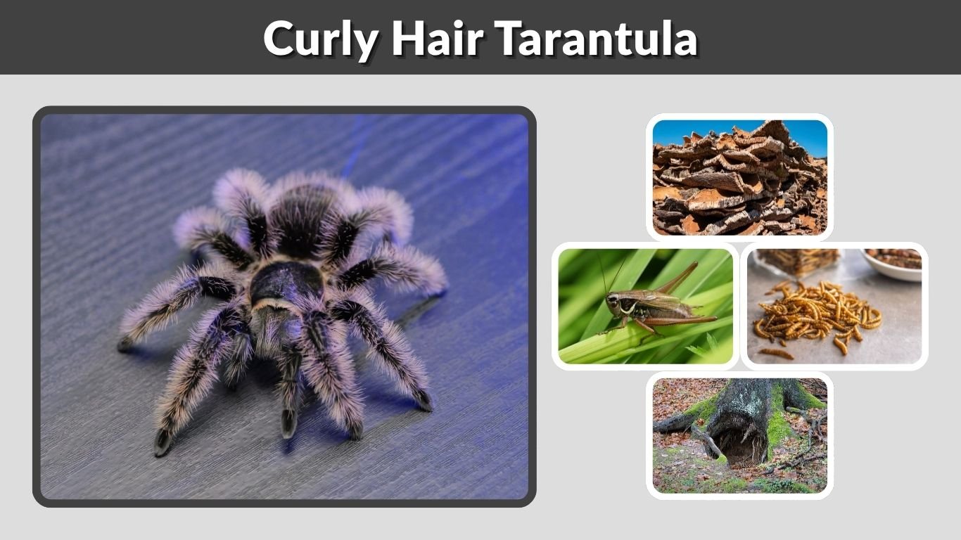 Curly Hair Tarantula: Care, Size, Lifespan and Facts
