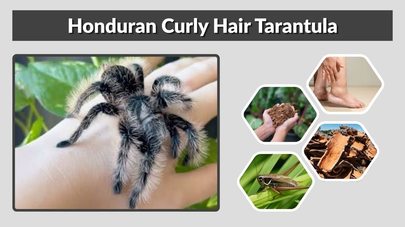 Honduran Curly Hair Tarantula: Care, Size and Lifespan