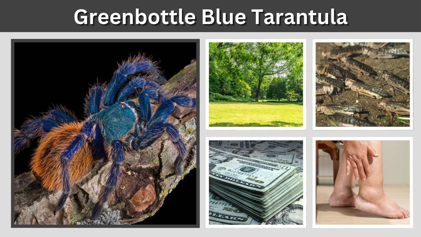 Greenbottle Blue Tarantula: Care, Size and Lifespan