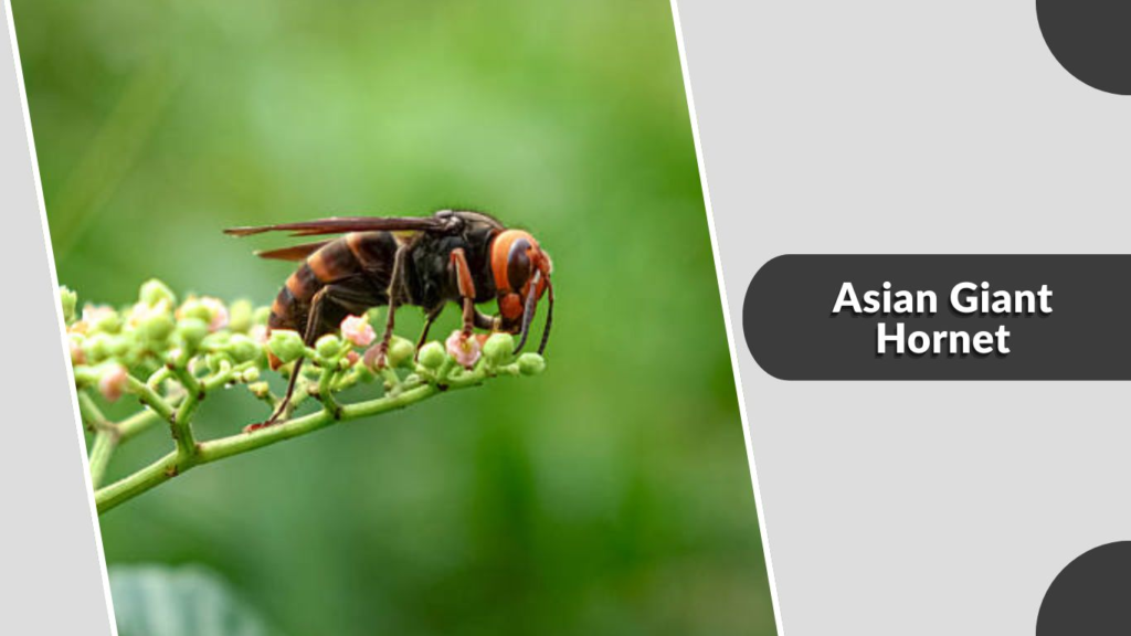 Asian Giant Hornet