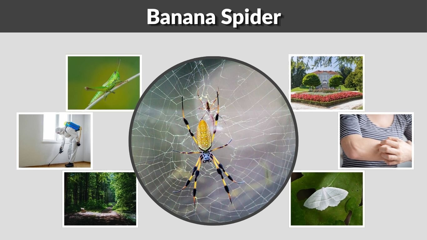 Banana Spider: Identification, Habitat, Bite and Facts