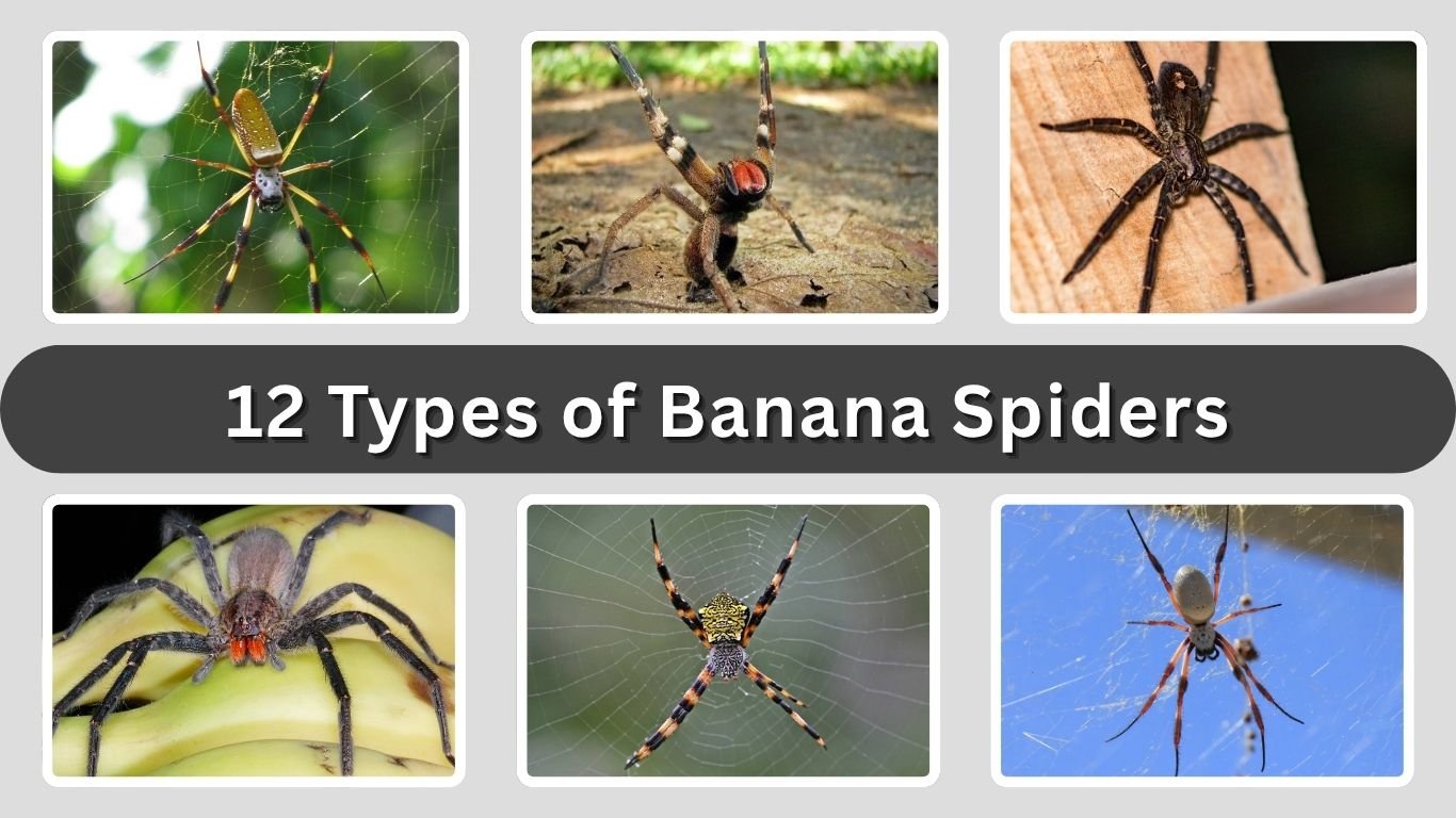 12 Types of Banana Spiders: Identification, Habitat with Pictures