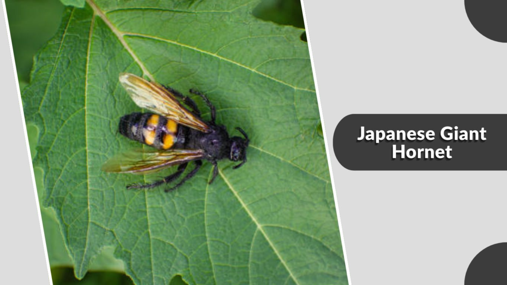 Japanese Giant Hornet