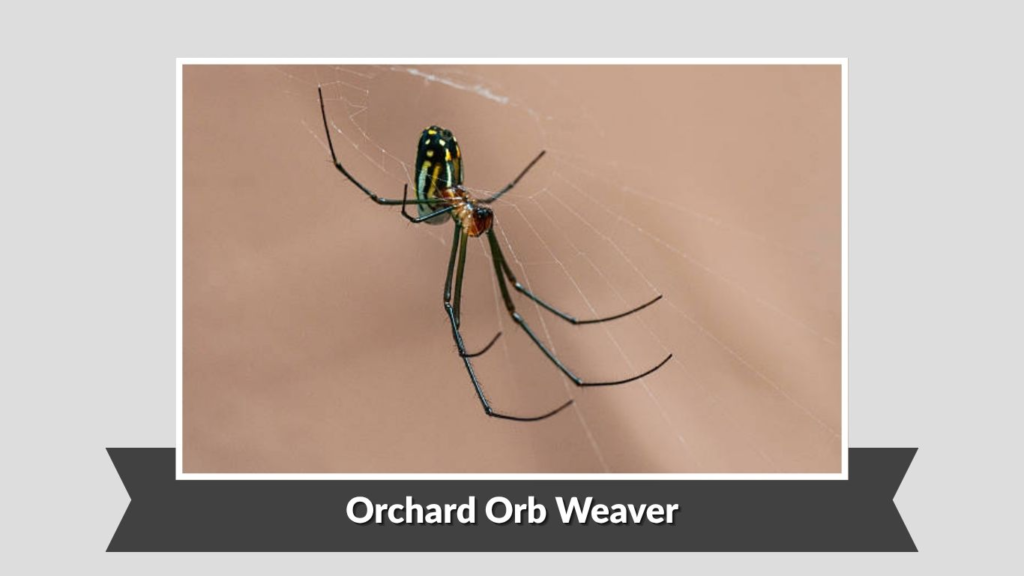 Orchard Orb Weaver