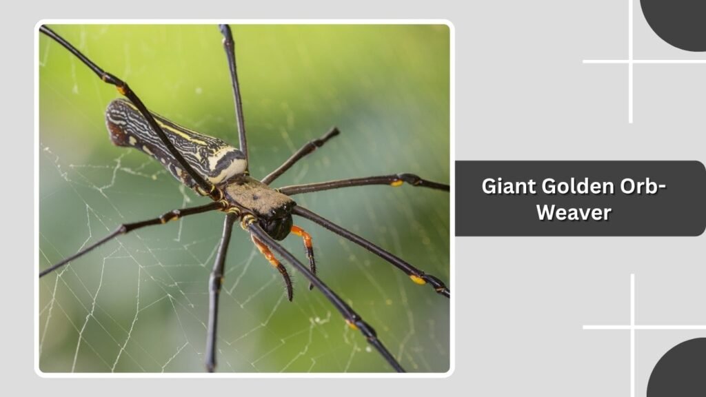 Giant Golden Orb-Weaver