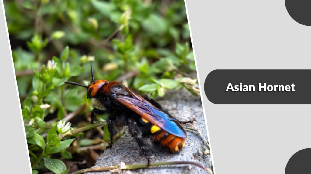 Asian Hornet