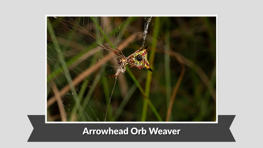  Arrowhead Orb Weaver