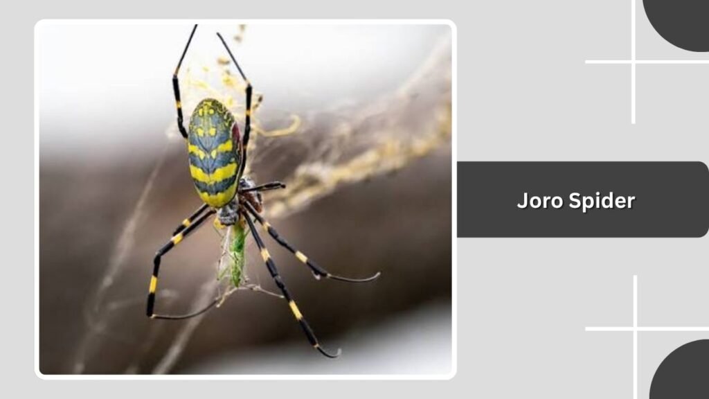 Joro Spider
