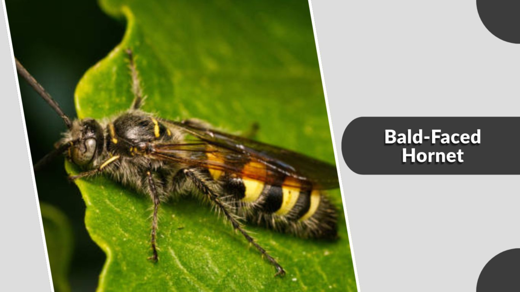 Bald-Faced Hornet