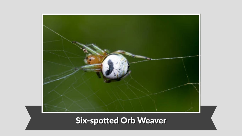 Six-spotted Orb Weaver